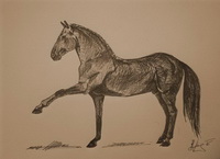 Лошадь липицианской породы (рисунок рапидографом)